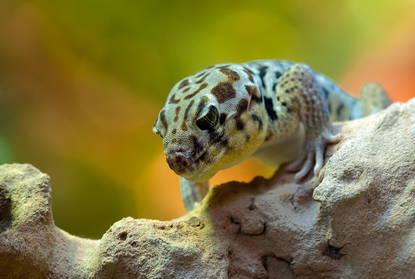 wonder or frog eyed gecko