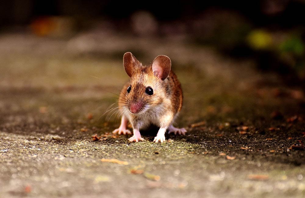 wood mouse