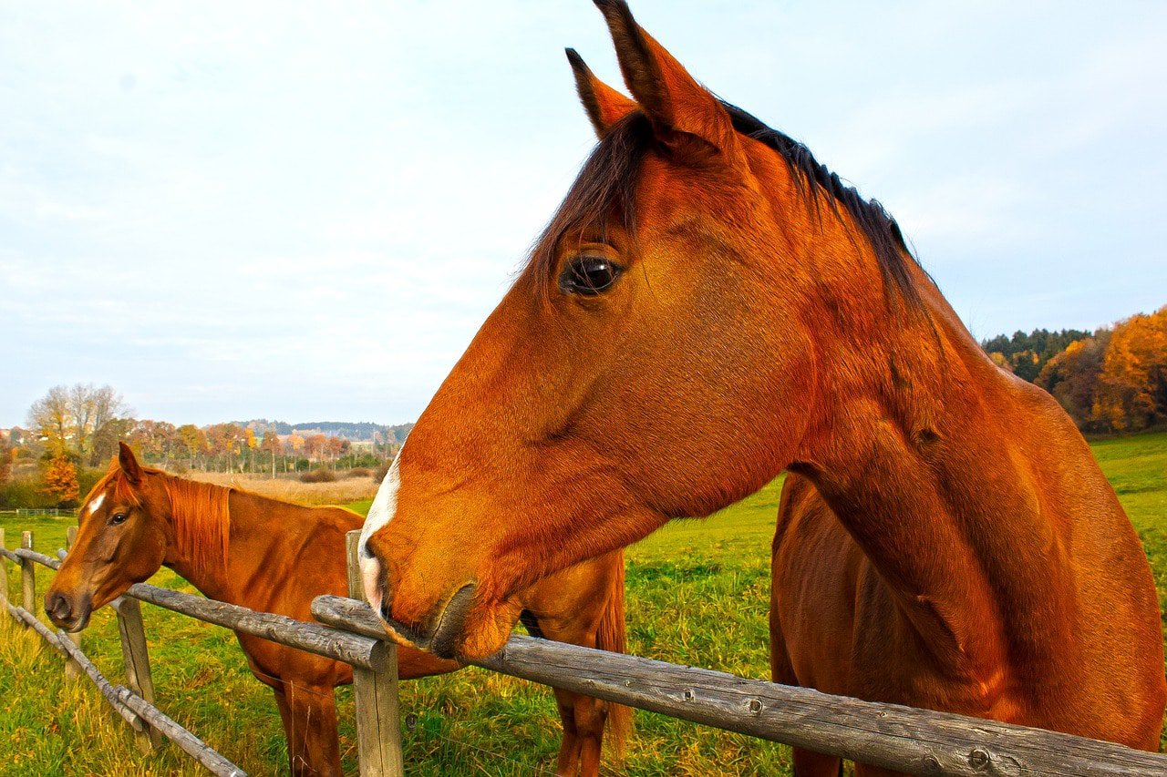 wooden horse fencing