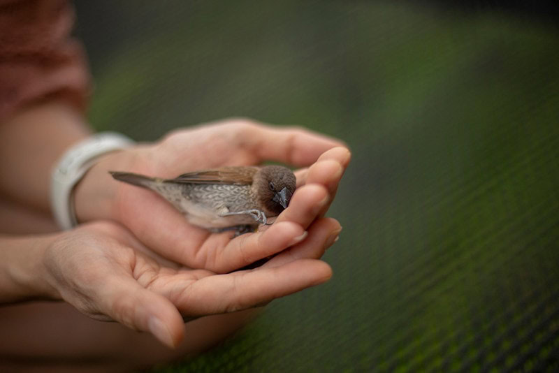 wounded bird injury