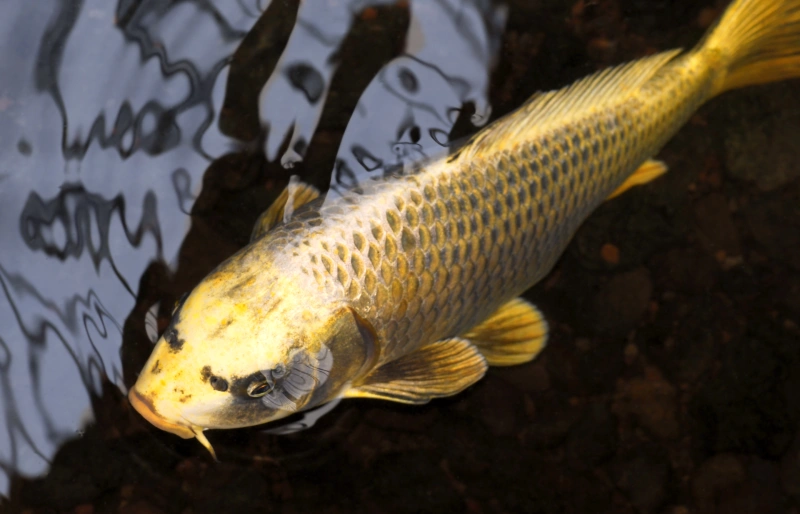 yamabuki ogon koi fish