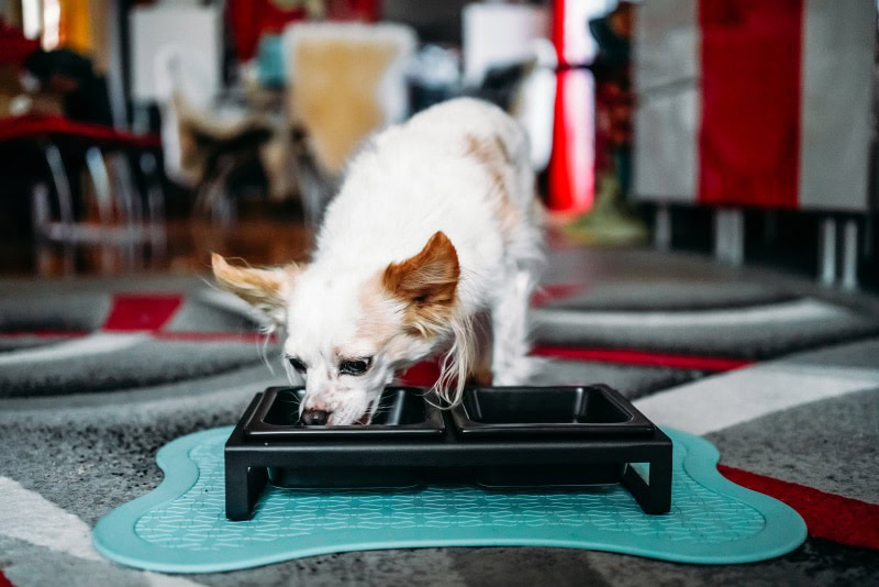 yamazaki pet food bowl - lorelei eating dog food
