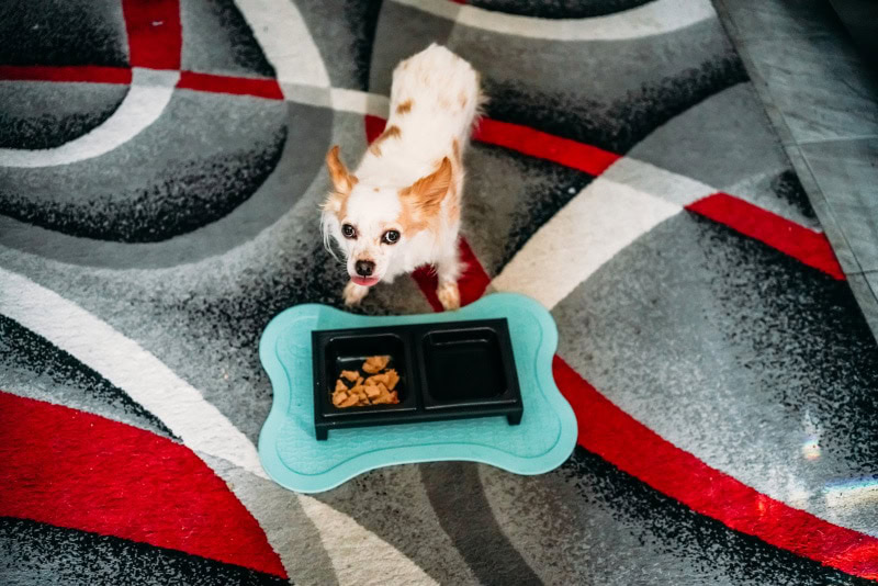 yamazaki pet food bowl - lorelei eating food