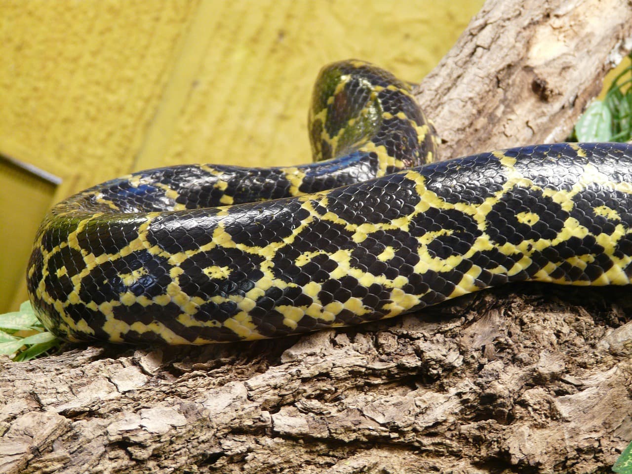 yellow anaconda_Pixabay