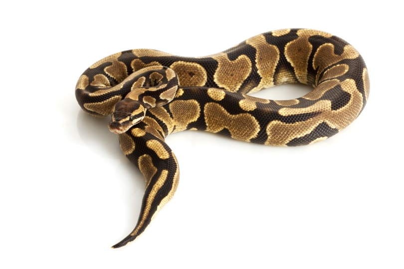 yellow belly ball python