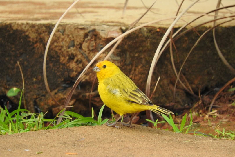 yellow canary bird on the ground