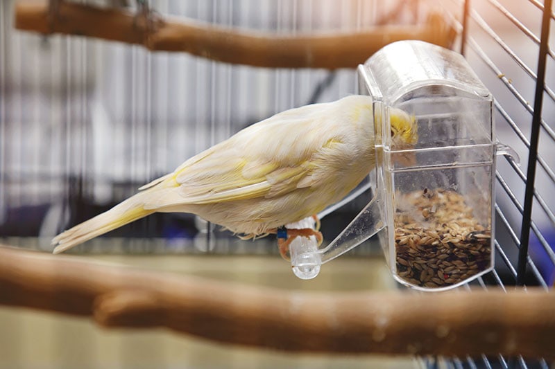 yellow canary in a cage