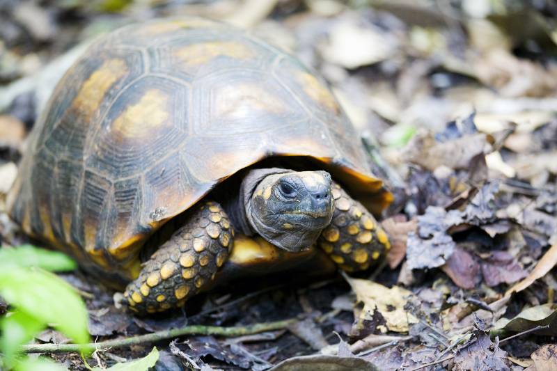 yellow footed tortoise