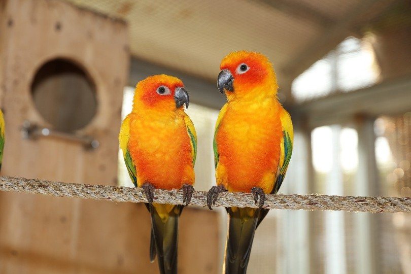 yellow green parakeet