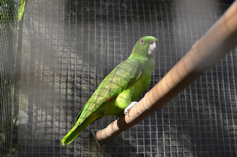 yellow naped amazon parrot perching