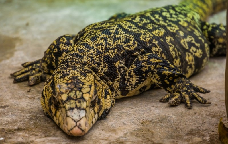 yellow tegu lizard