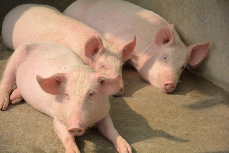 yorkshire pigs in pen