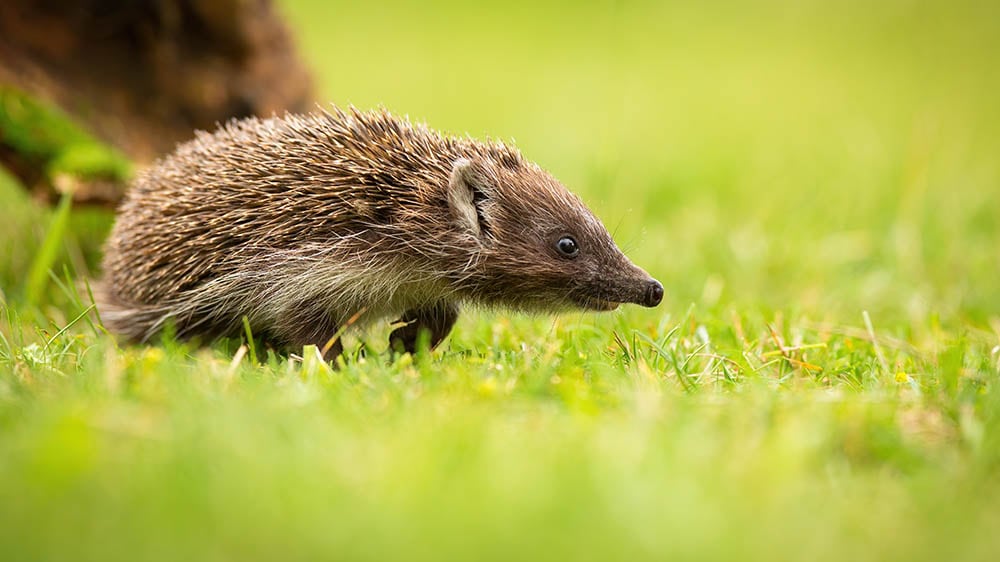 Young northern white-breasted hedgehog