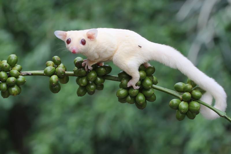 young albino sugar glider is foraging on a branch of a robusta coffee tree