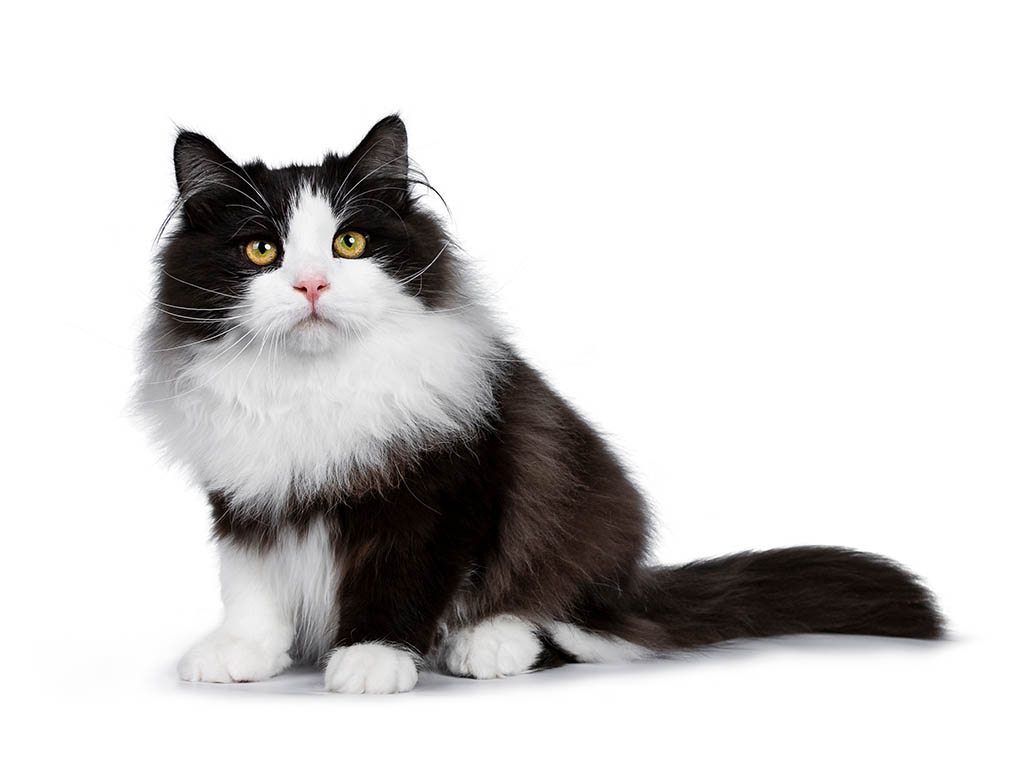 young black and white Siberian cat