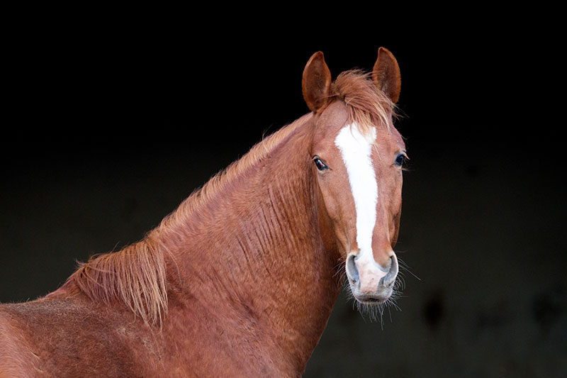 young frederiksborger horse