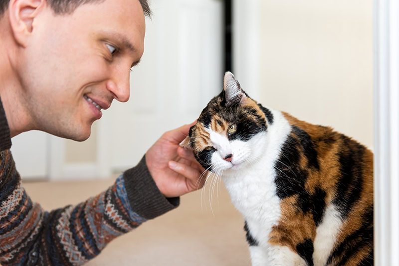 young man rubbing cats ears