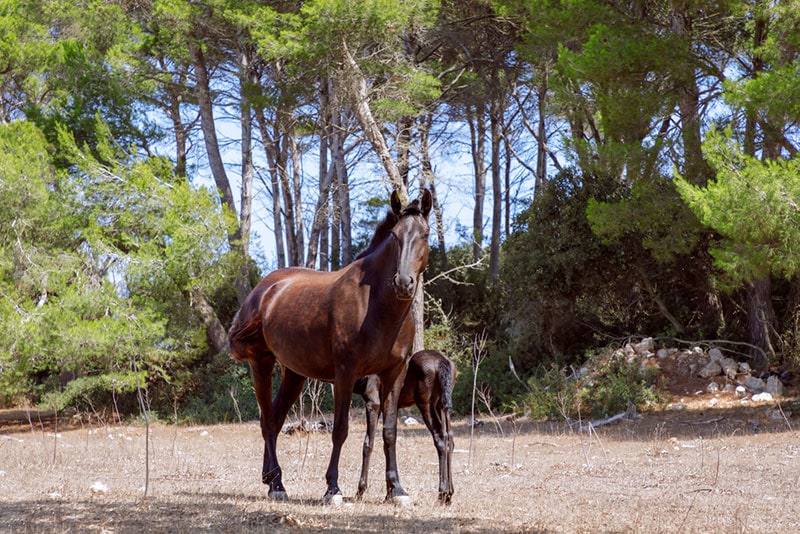 young mare menorquin horse with her foal in the pasture