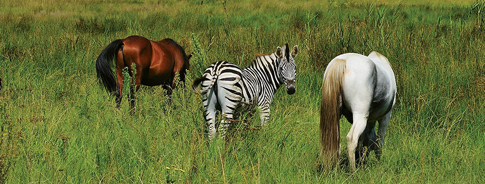 zebra and horses