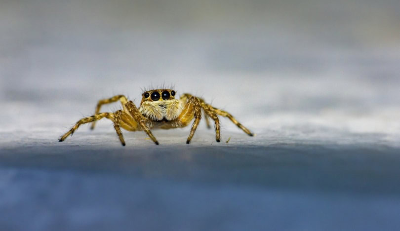 zebra jumping spider on the floor