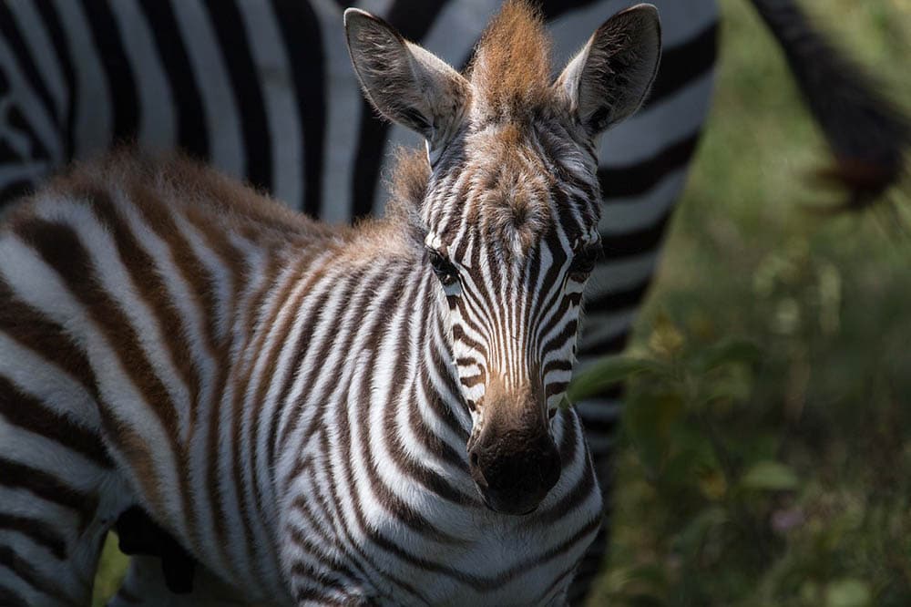 zebra up close