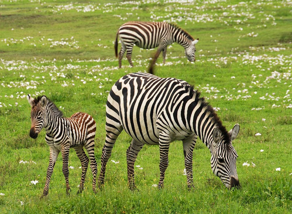 zebras in the meadow