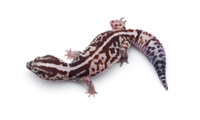 zero african fat tailed gecko on white background