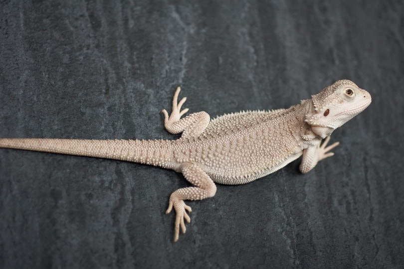 zero bearded dragon