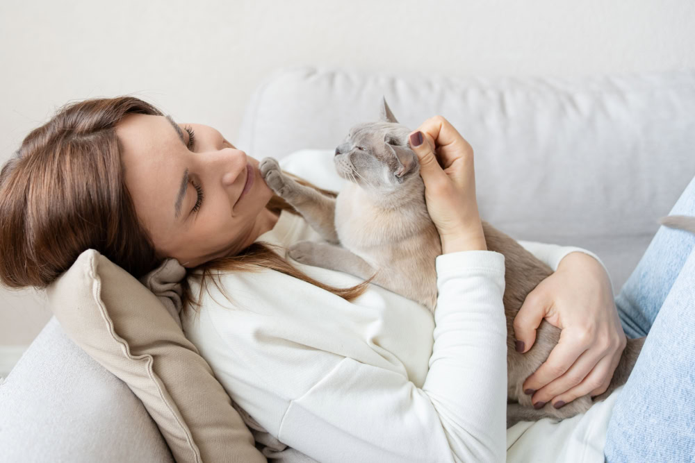Burmese cat lies on the chest of a woman lying on the sofa at home