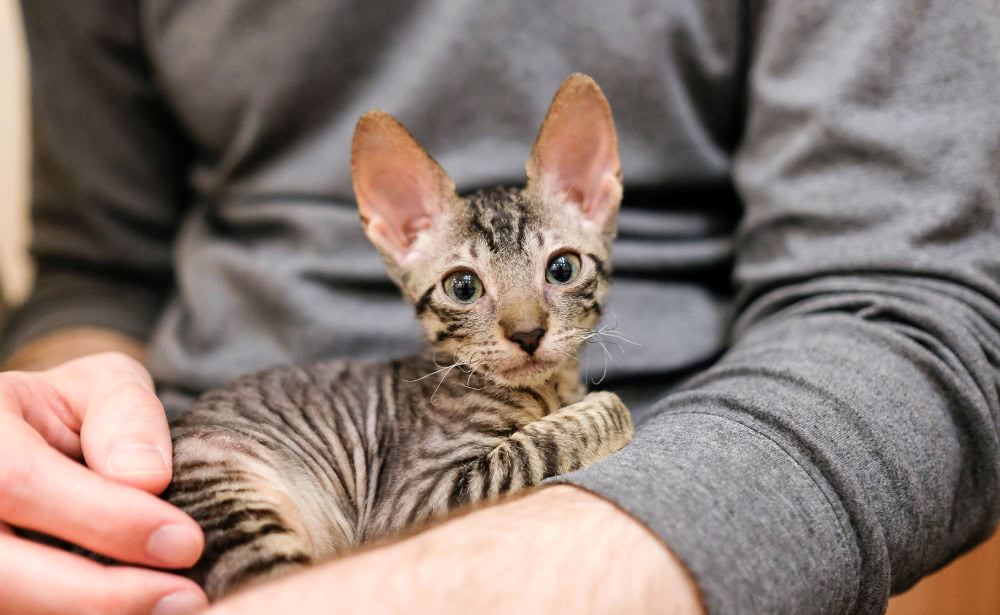 Cornish Rex kitten looking at the camera in the arms of a man