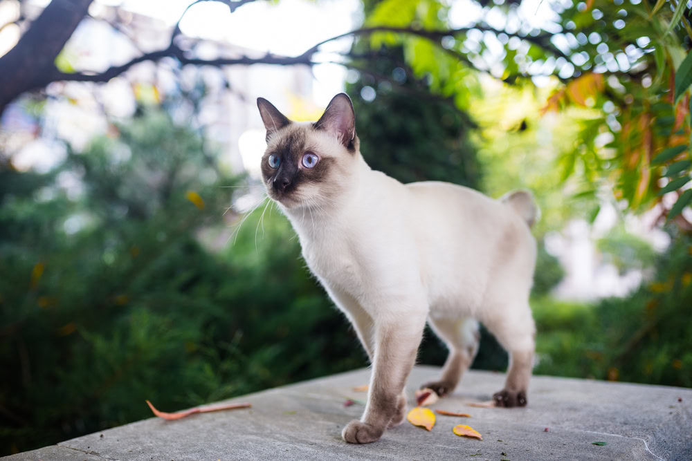 Siamese cat male Mekong Bobtail breed outdoors in a park