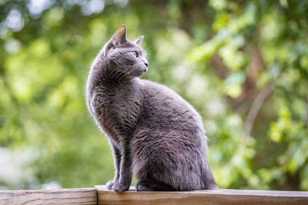 a beautiful russian blue cat outdoors