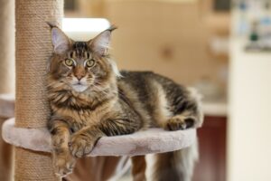 a cute gray tabby Maine Coon kitten lying on a cat tree