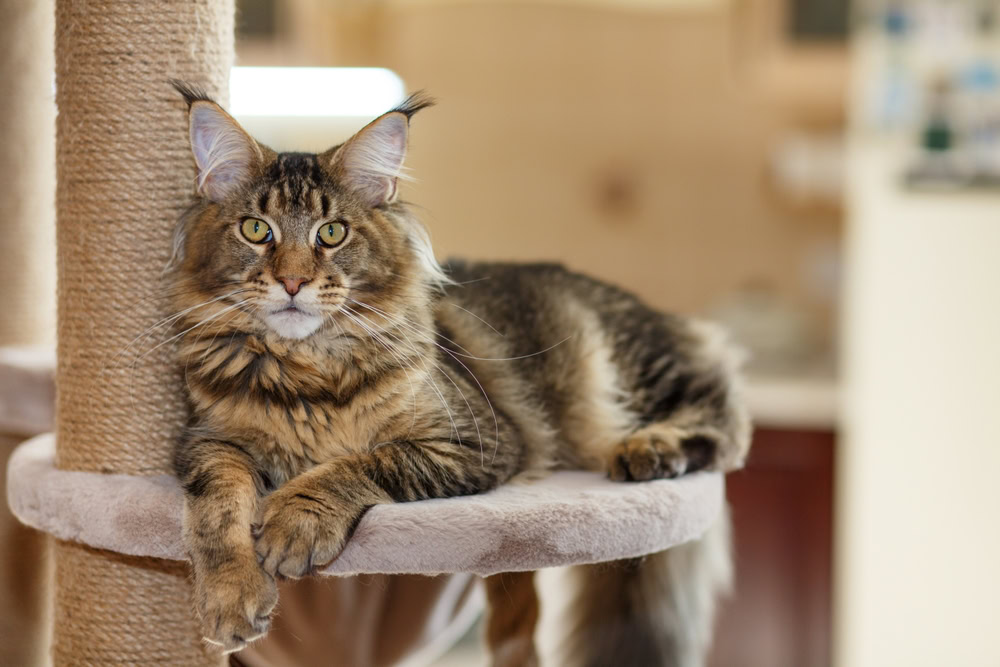 a cute gray tabby Maine Coon kitten lying on a cat tree