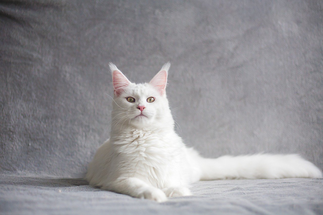 a mighty white maine coon cat