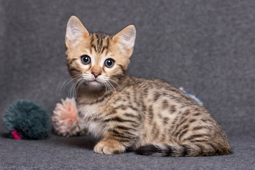 a munchkin bengal cat on grey background