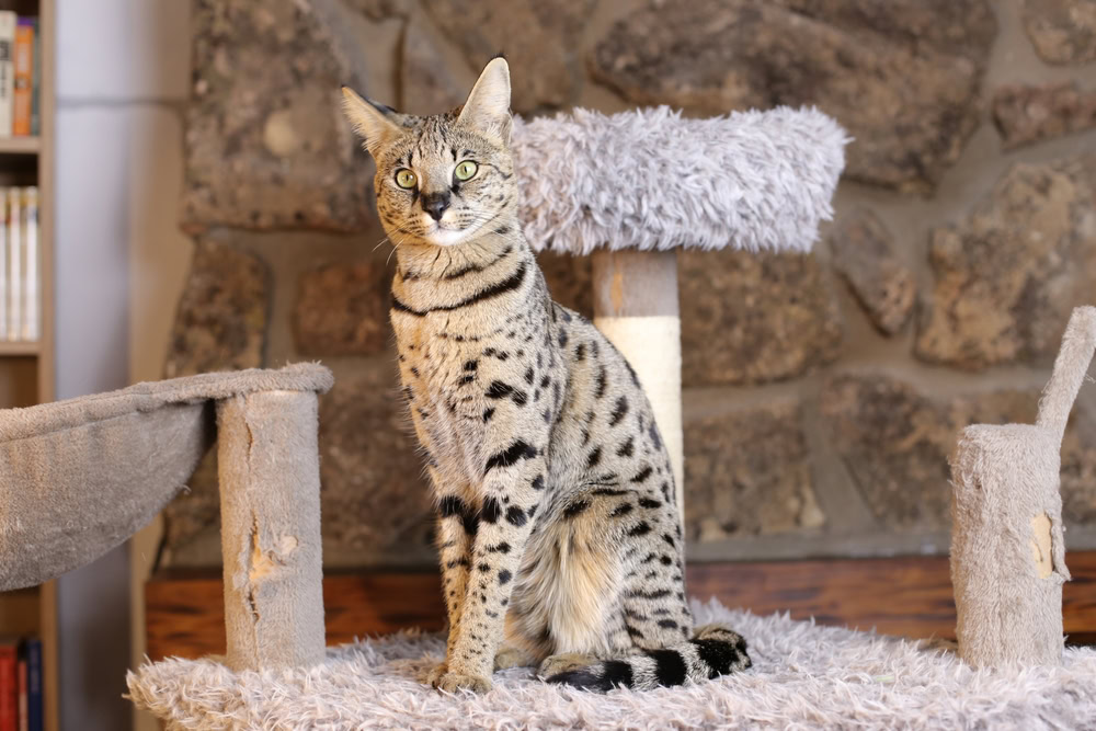a savannah cat on a cat tree