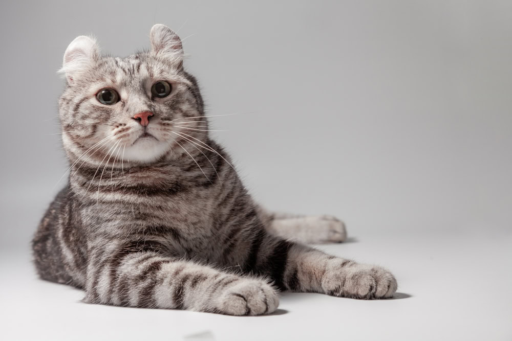 an american curl cat on white background