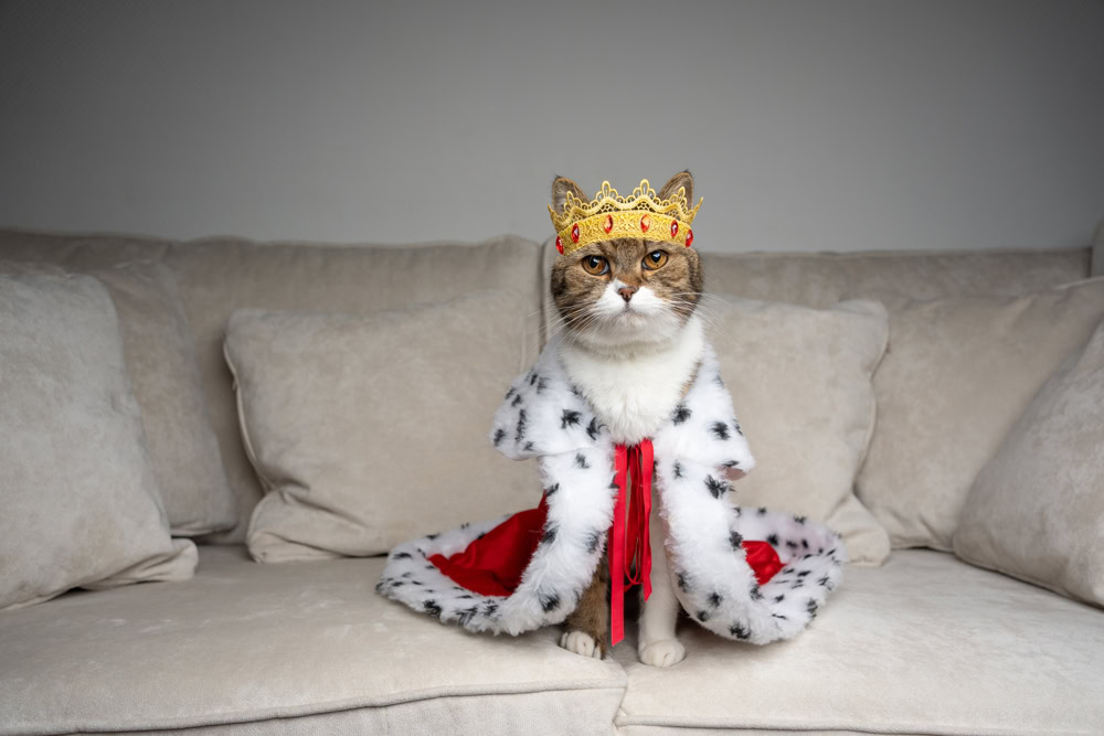 cat wearing a king costume