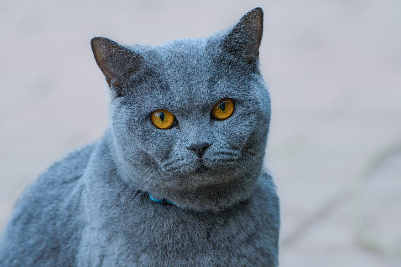 close up of a beautiful grey cat