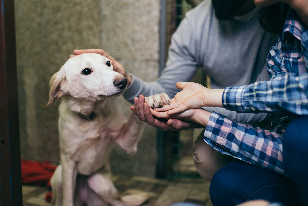 couple adopting a dog from the shelter