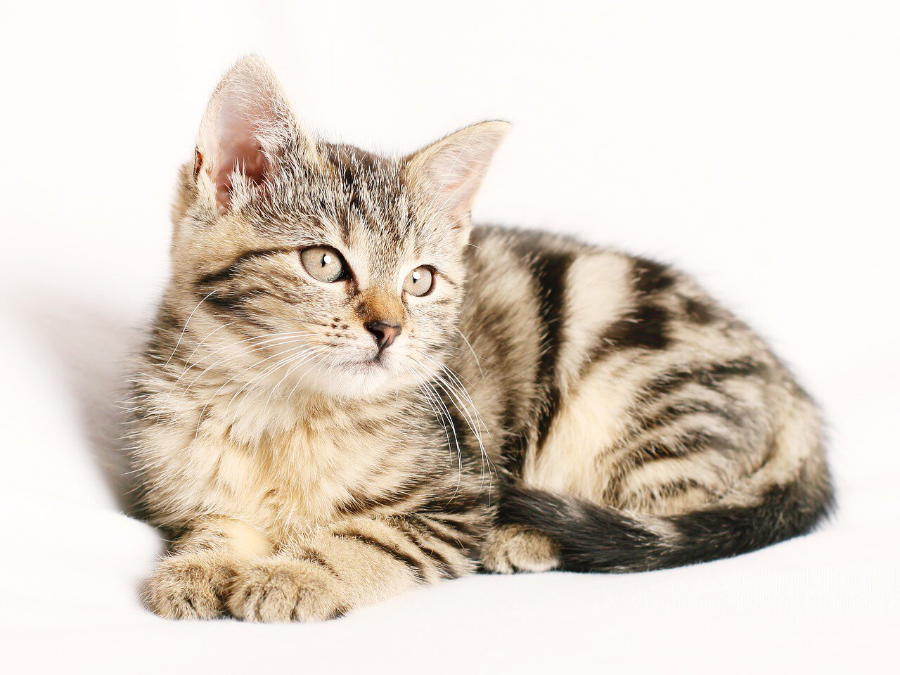 cute kitten getting cozy