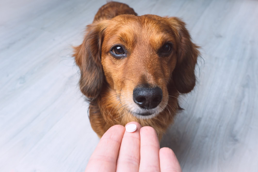 owner giving medicine to pet dog