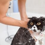 persian-cat-bathing
