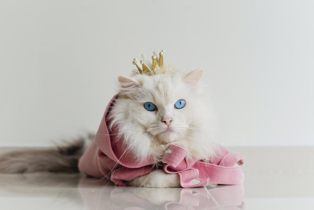 ragdoll cat wearing a crown