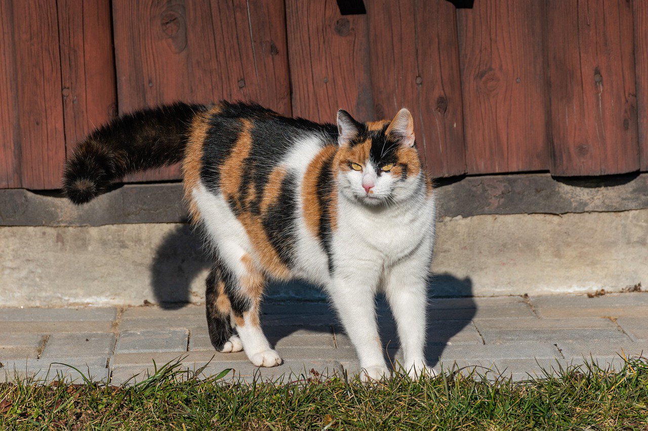 strong calico cat outdoors