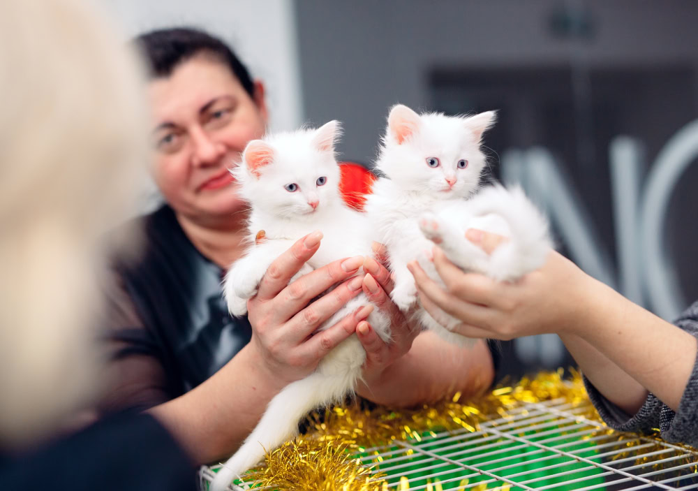 woman holding two white kittens on a exhibition or fair cats