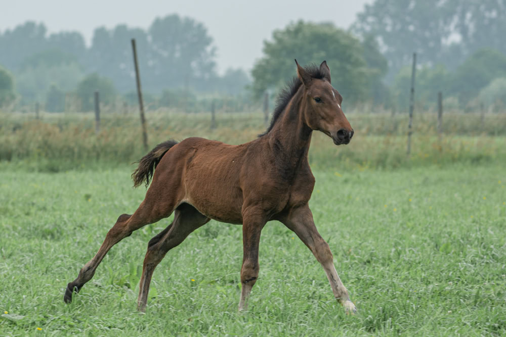 Belgian warmblood horse foal running on meadow