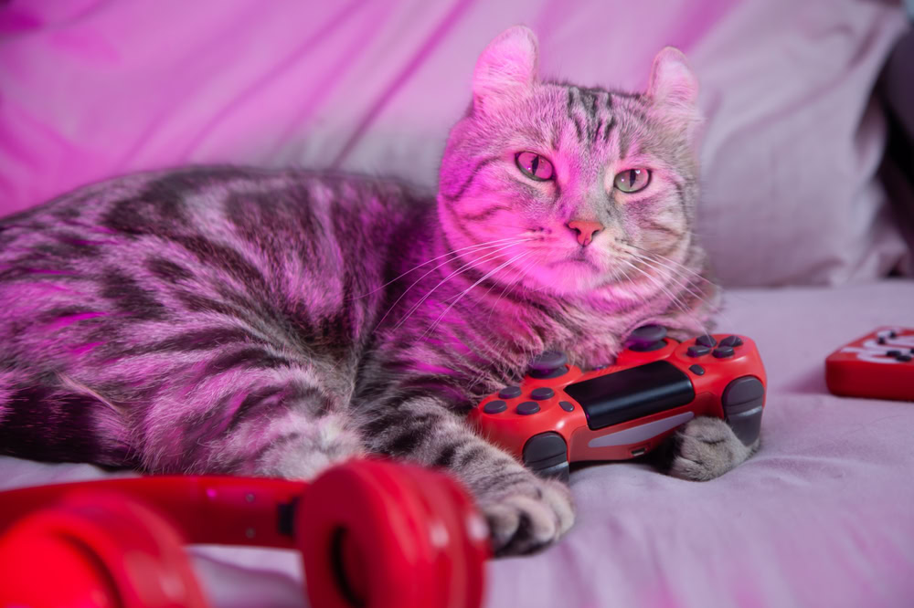 Cat-gamer-with-controller-headphone