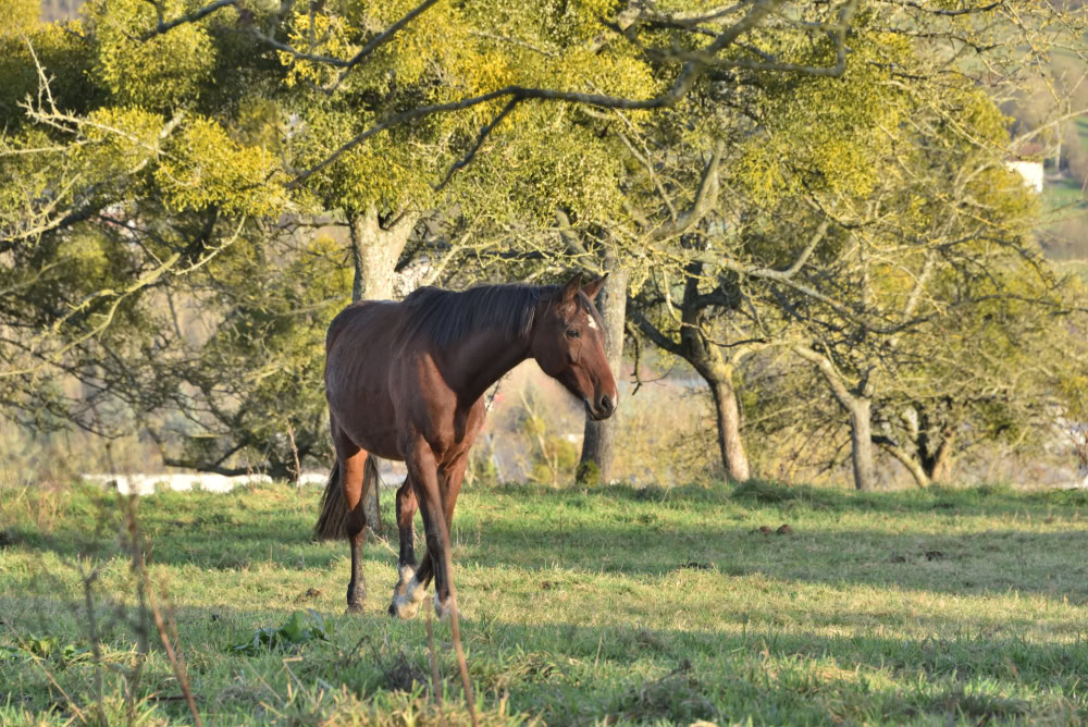 Selle Français Horse standing ourdoors